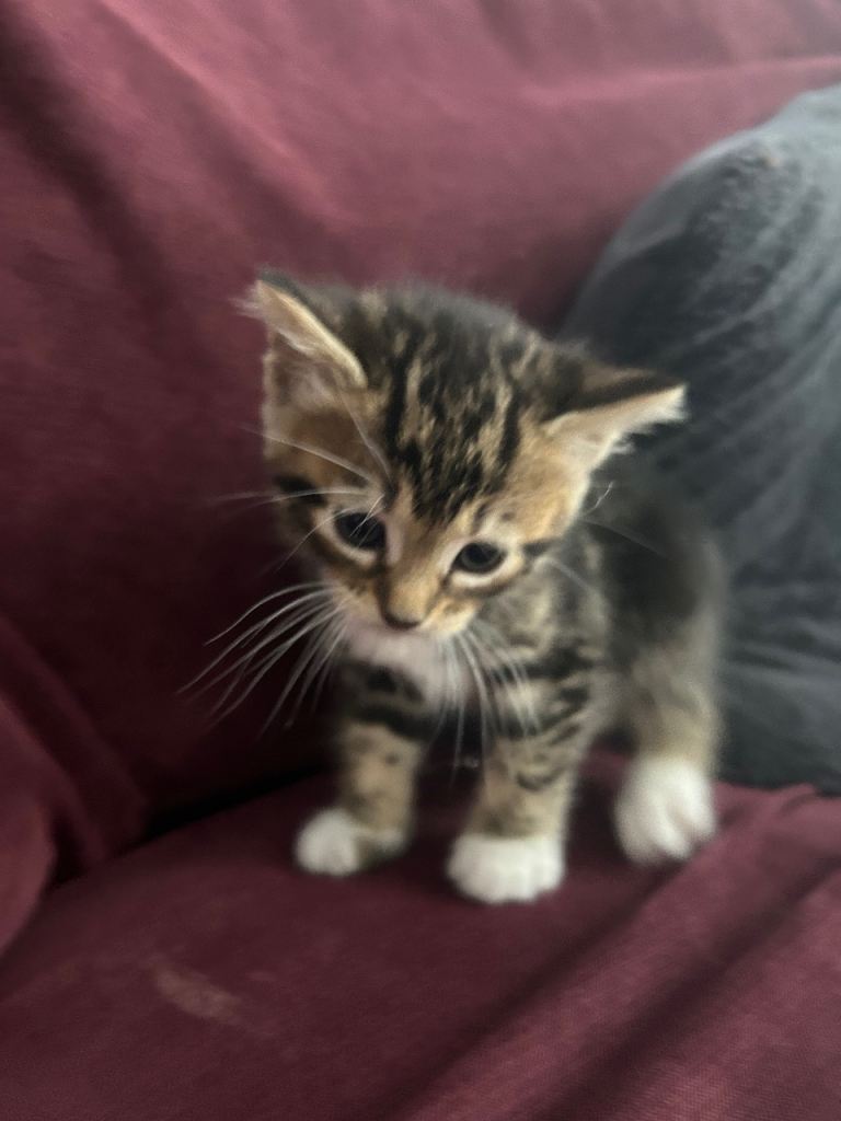 baby kittens for sale