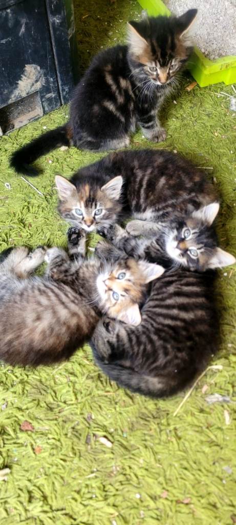 4 beautiful kittens 