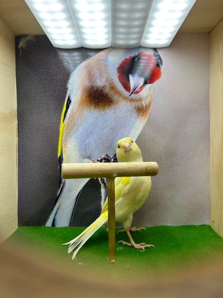 Yellow dimorphic canaries