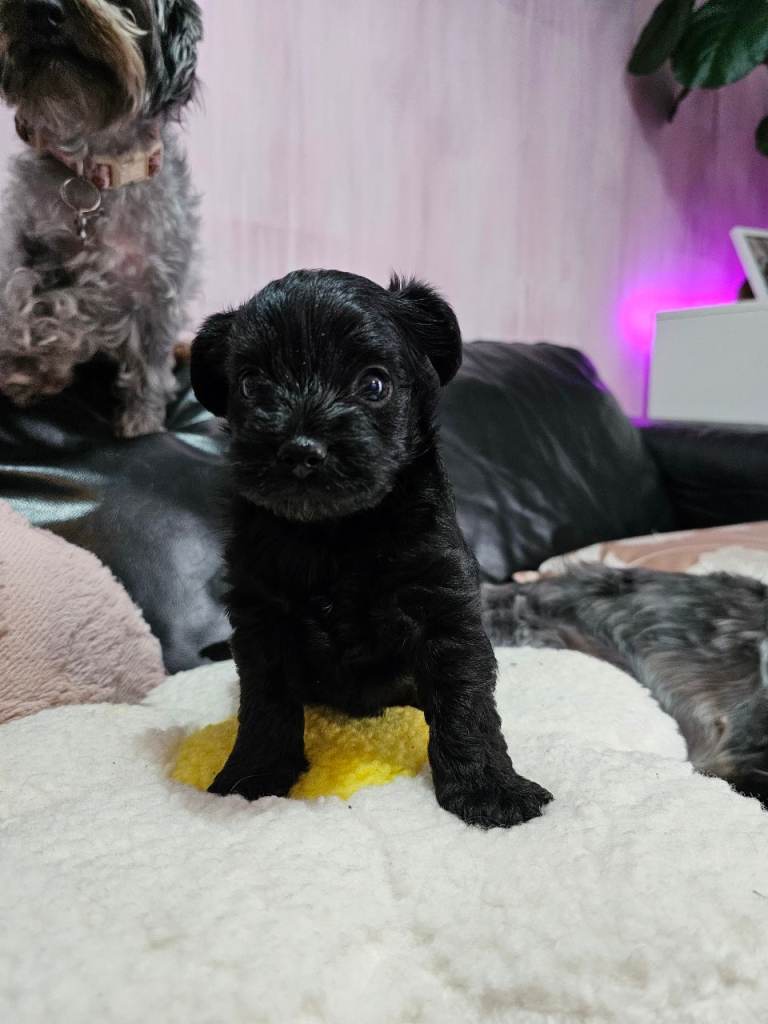 Yorkipoo 