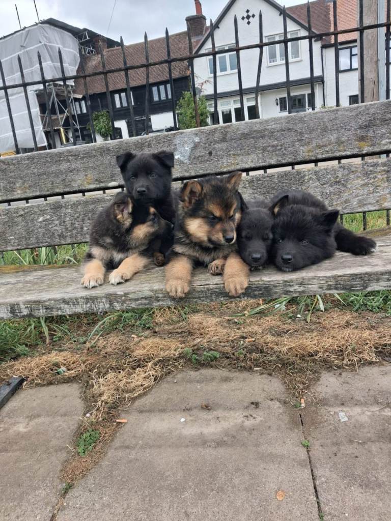 German Shepherd