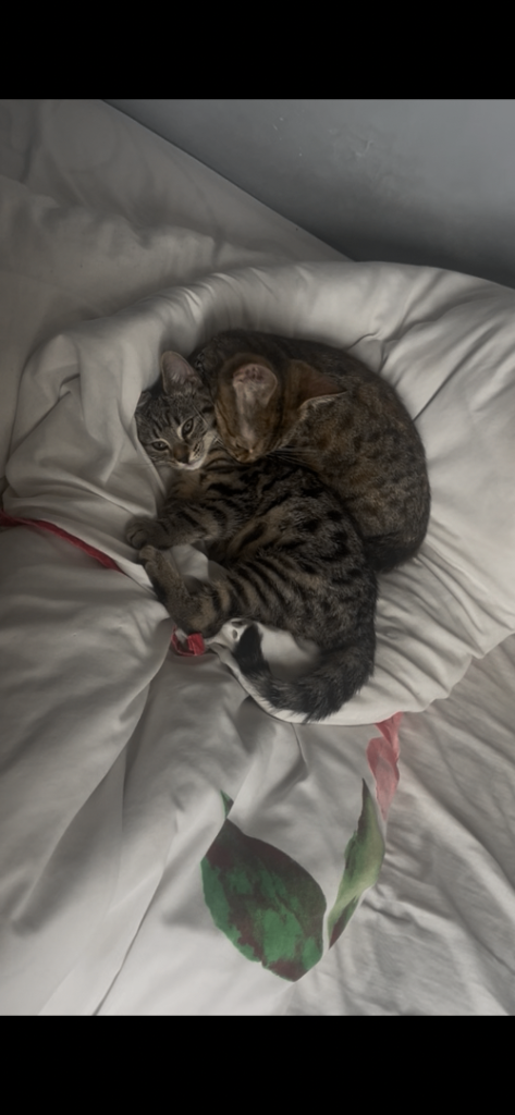 2 Tabby kitten for sale 