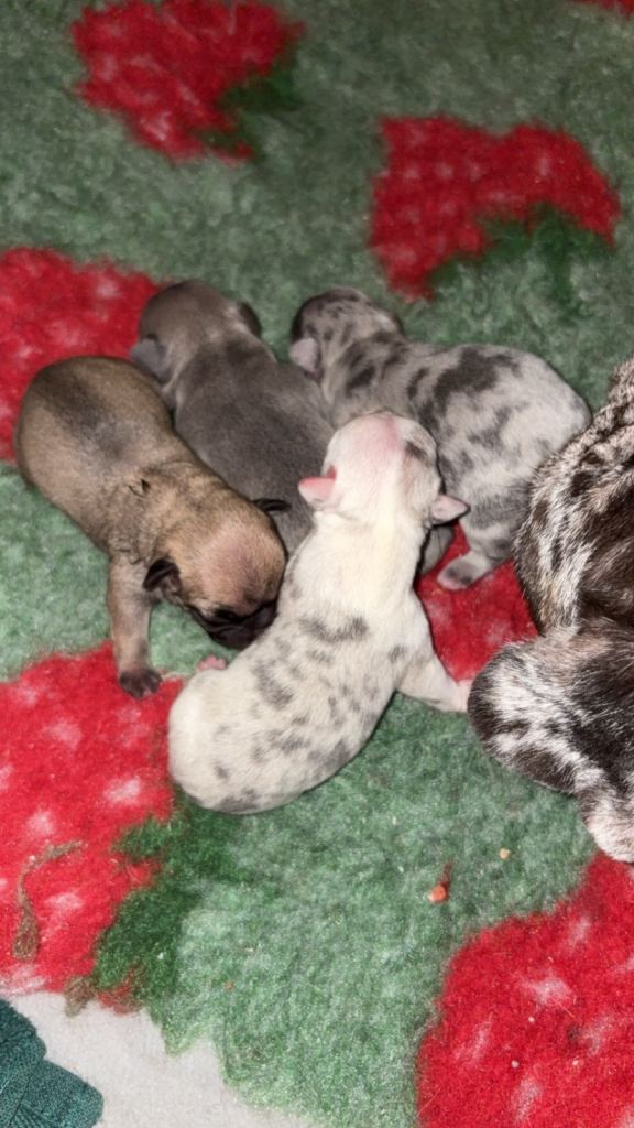 4 frenchie pups 