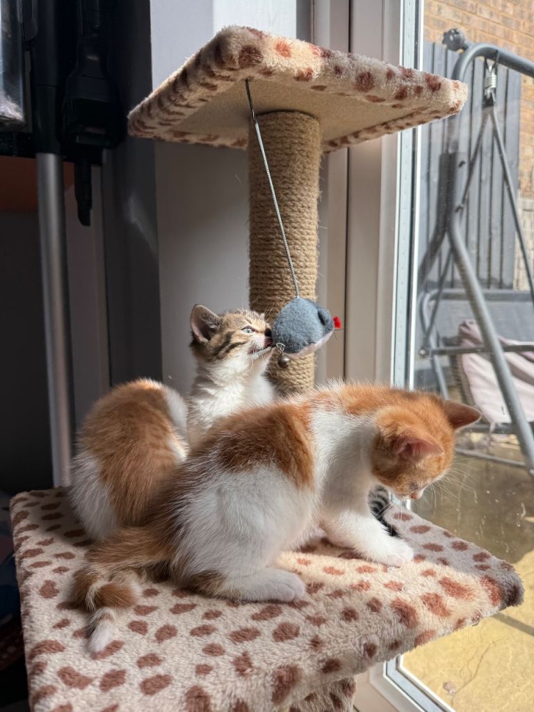 3 kittens for sale