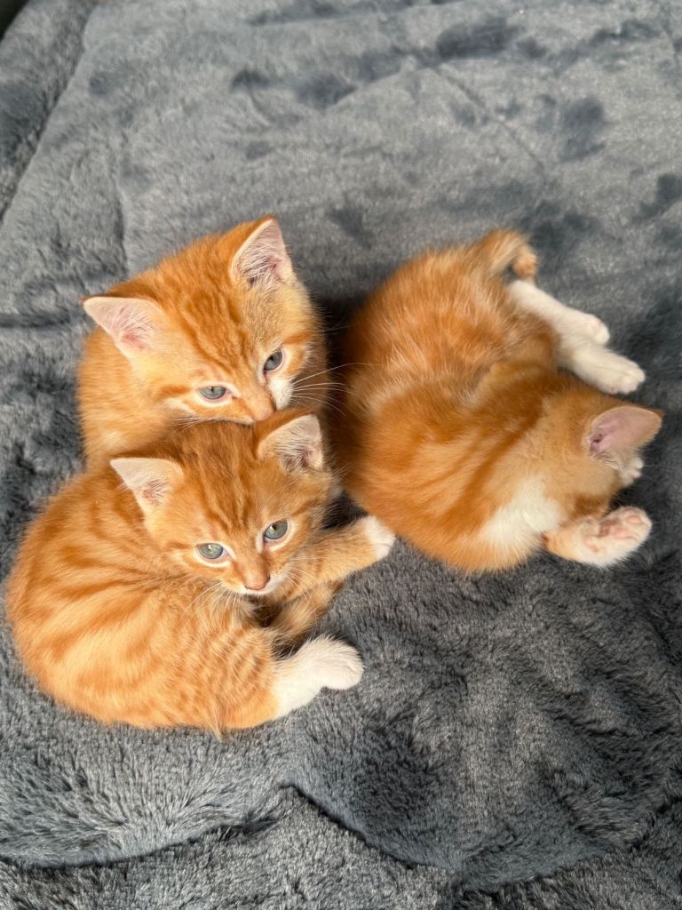 3 beautiful mainecoon x ginger kittens for sale 