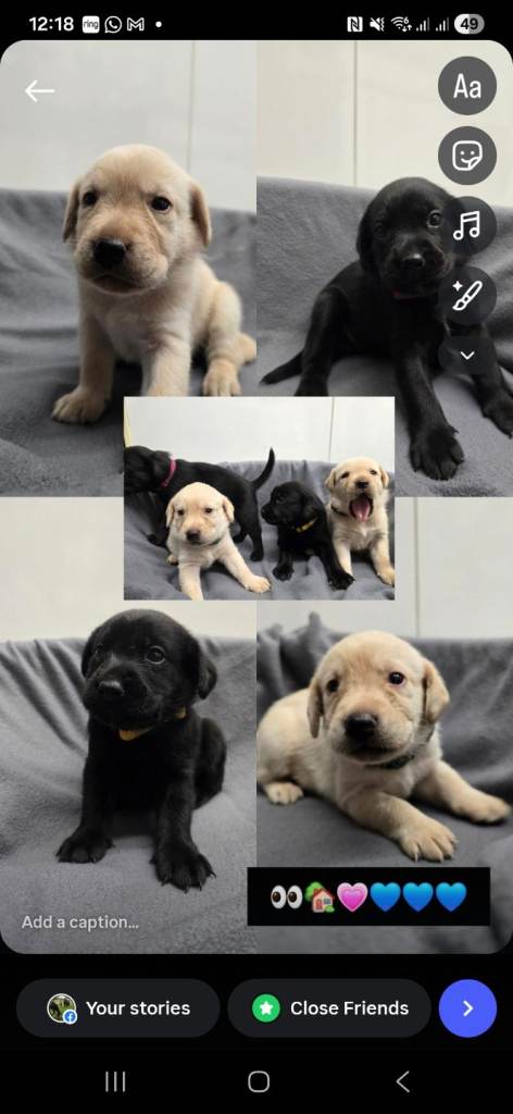 Labrador puppies for sale 