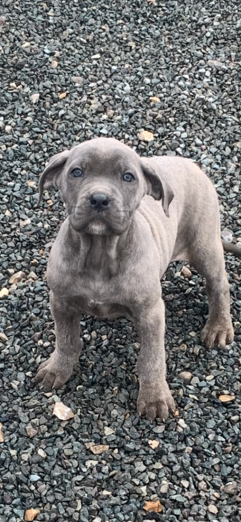 Cane corso puppies