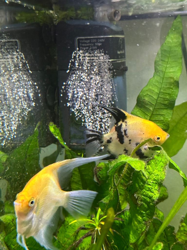 Pair of Koi Angelfish
