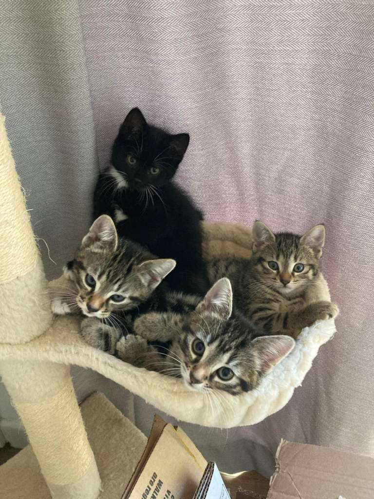 🐾 Adorable Kittens Looking for Loving Homes 🐾