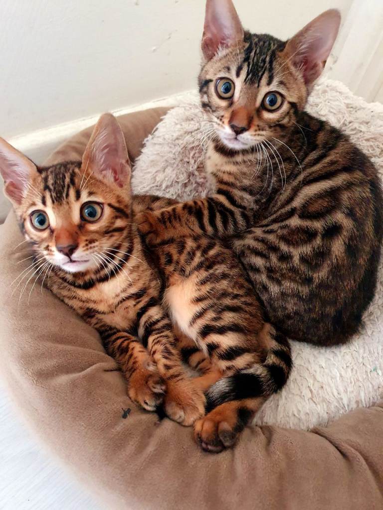 Bengal kittens