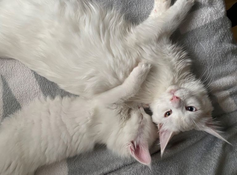 Beautiful pedigree Maine Coon kittens