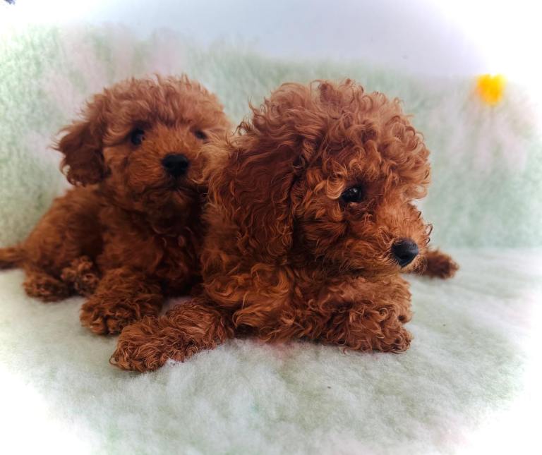 Miniature Poodle Puppies