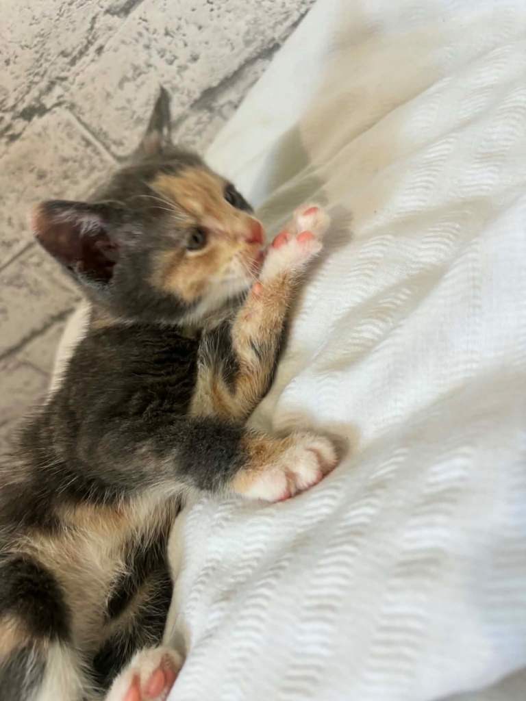 Last kitten ready for her forever home ❤️