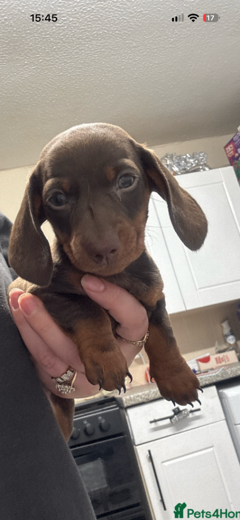 beautiful dachshund puppy’s left girl left 