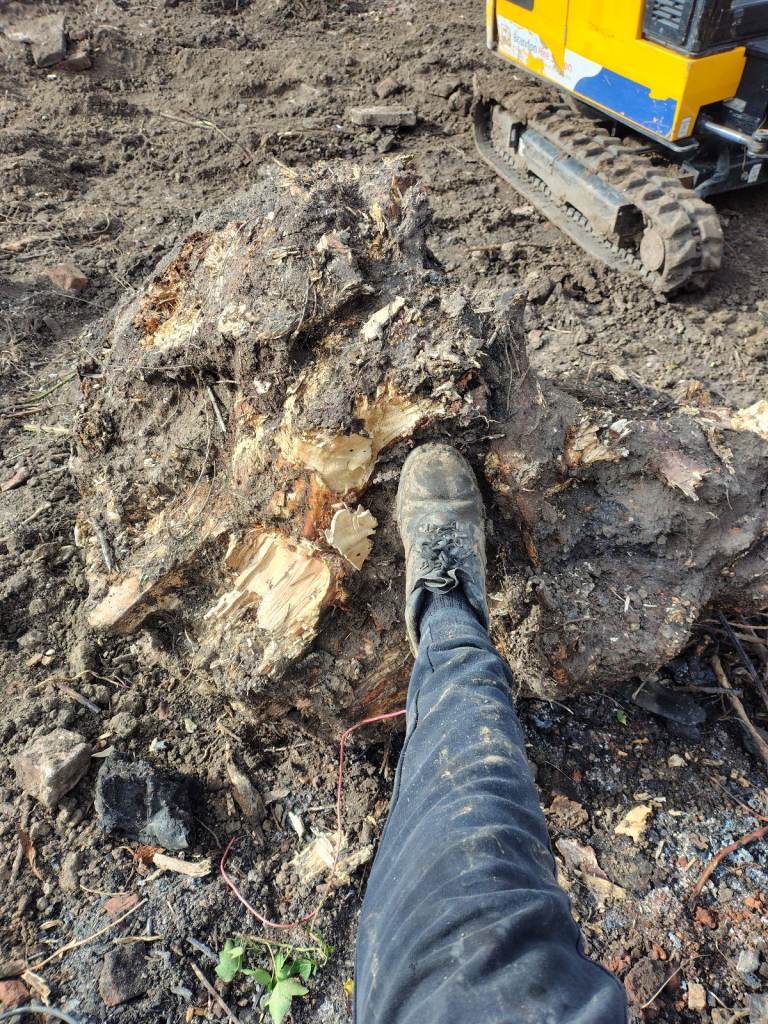 Tree stump big one