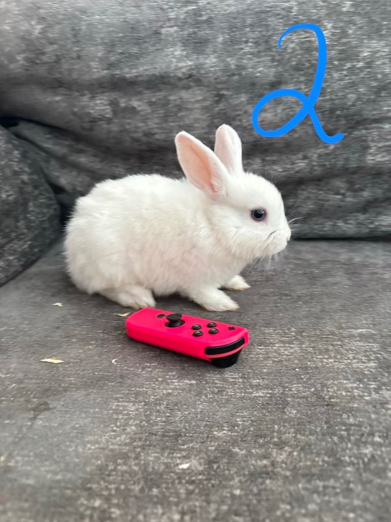 Adorable Baby Rabbits 10 weeks