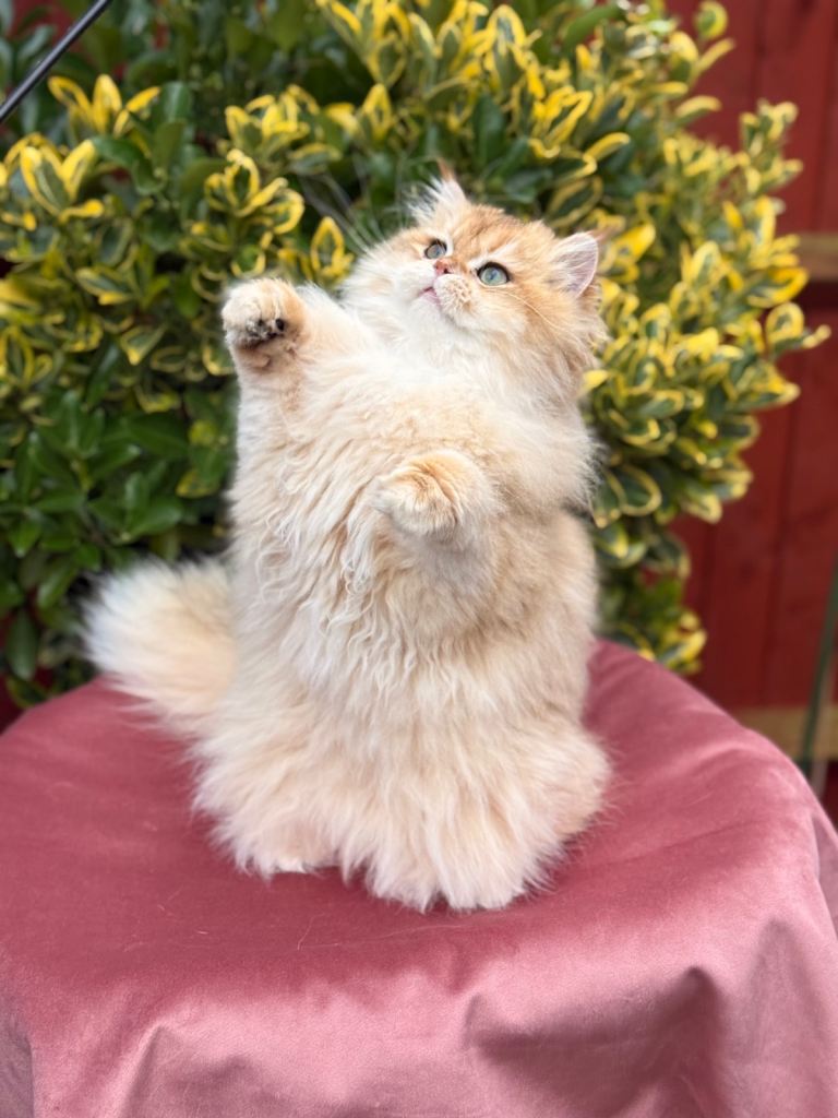 Superb pedigree show quality kitten 