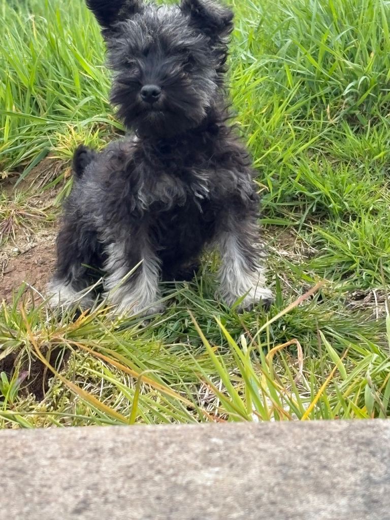  KENNEL CLUB REGISTERED MINIATURE SCHNAUZER 
