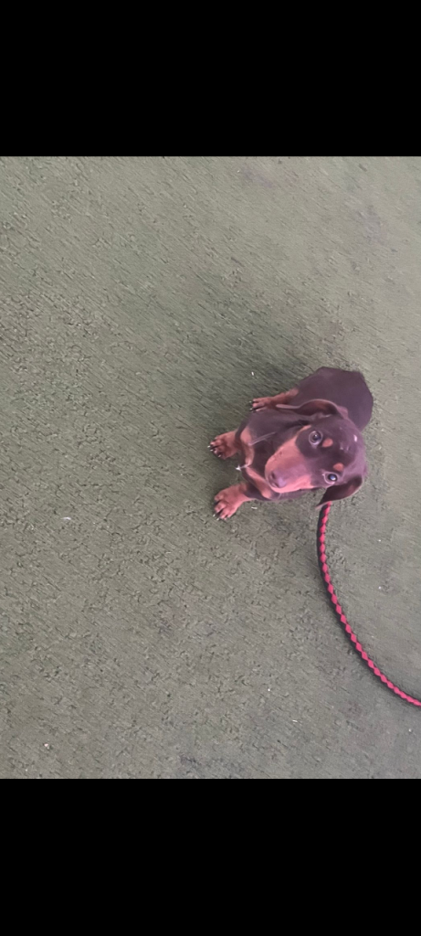 4 Month Old Dachshund