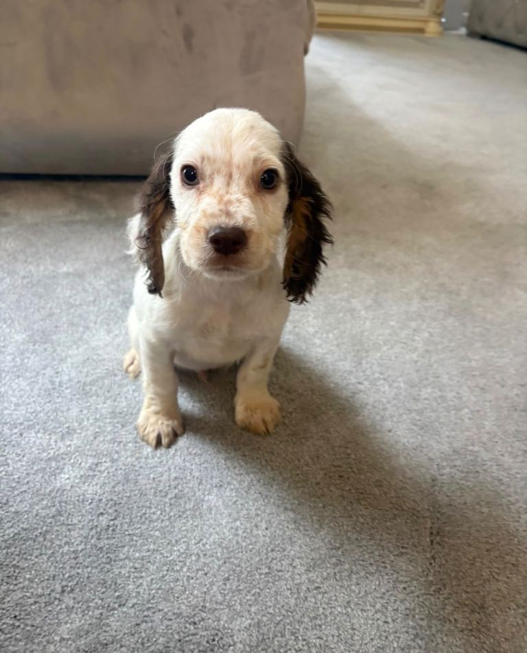 🐶 Cocker Spaniel Puppies – Ready 1st September! 🐶
