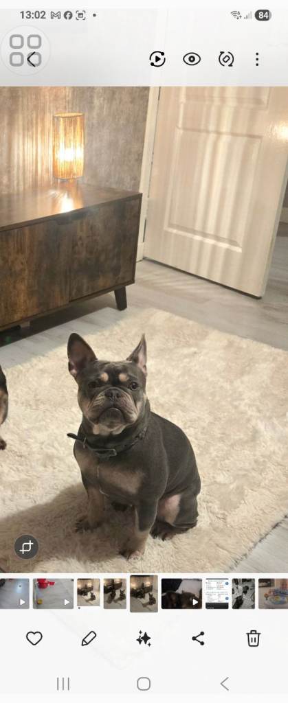 French bulldog