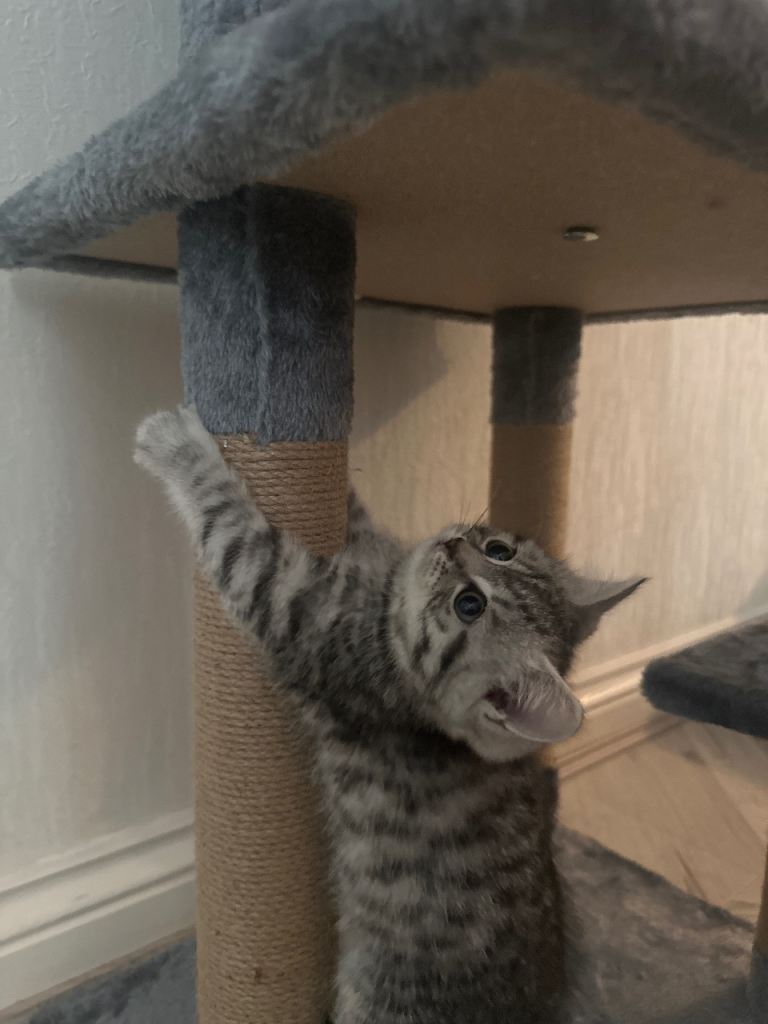 British shorthair x tabby kitten