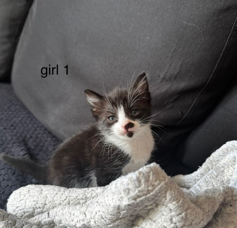 4 kittens looking for their forever homes