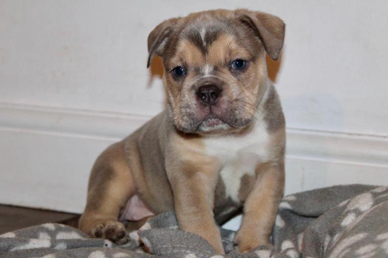Stunning Olde English Bulldog puppies