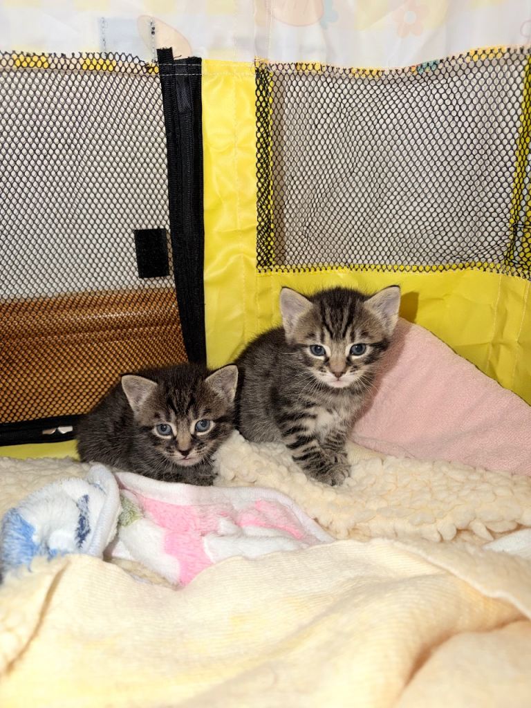Tabby kittens