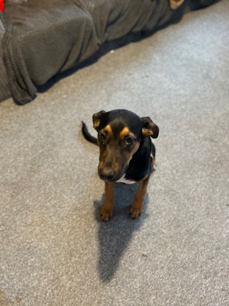 Puppy German Shepherd/Spanish Mastiff (girl)