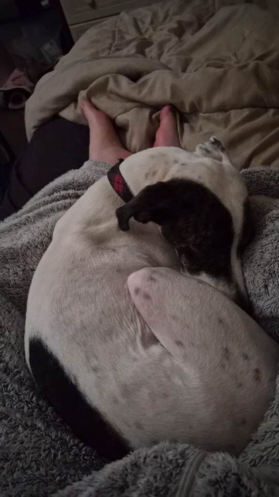 6 years old bulldog/mastiff