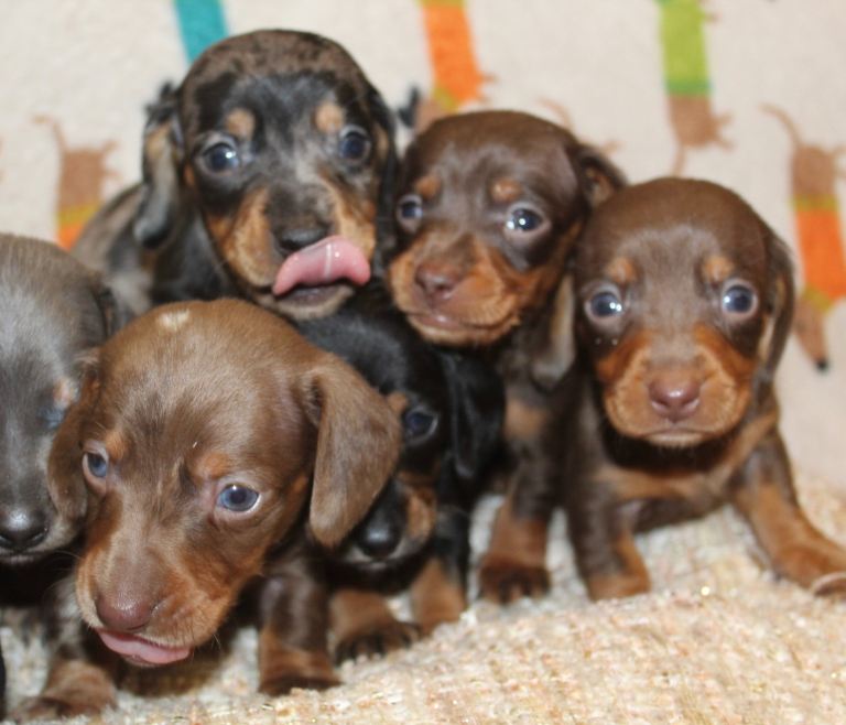 🐾 Tiny Paws, Big personalities ! Mini dachshund puppies 🐾
