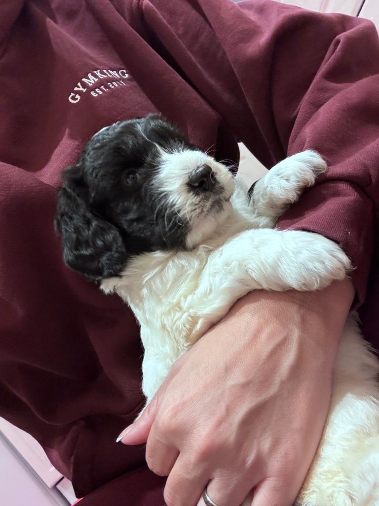Cockapoo puppies 