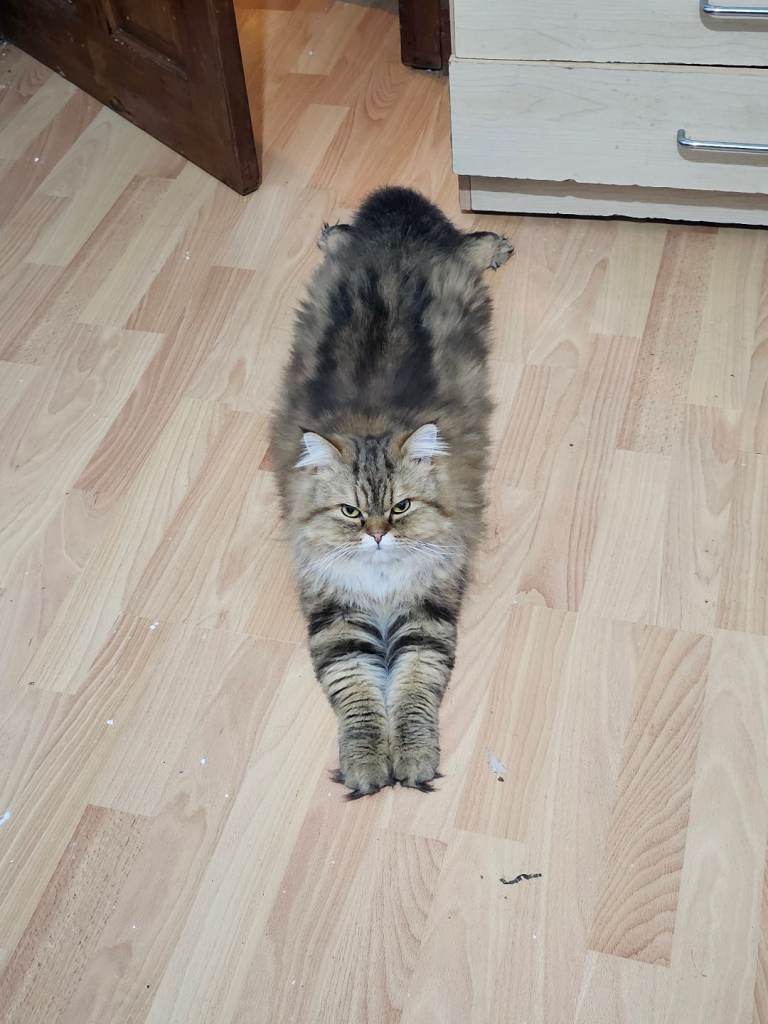 Pure Persian Kitten