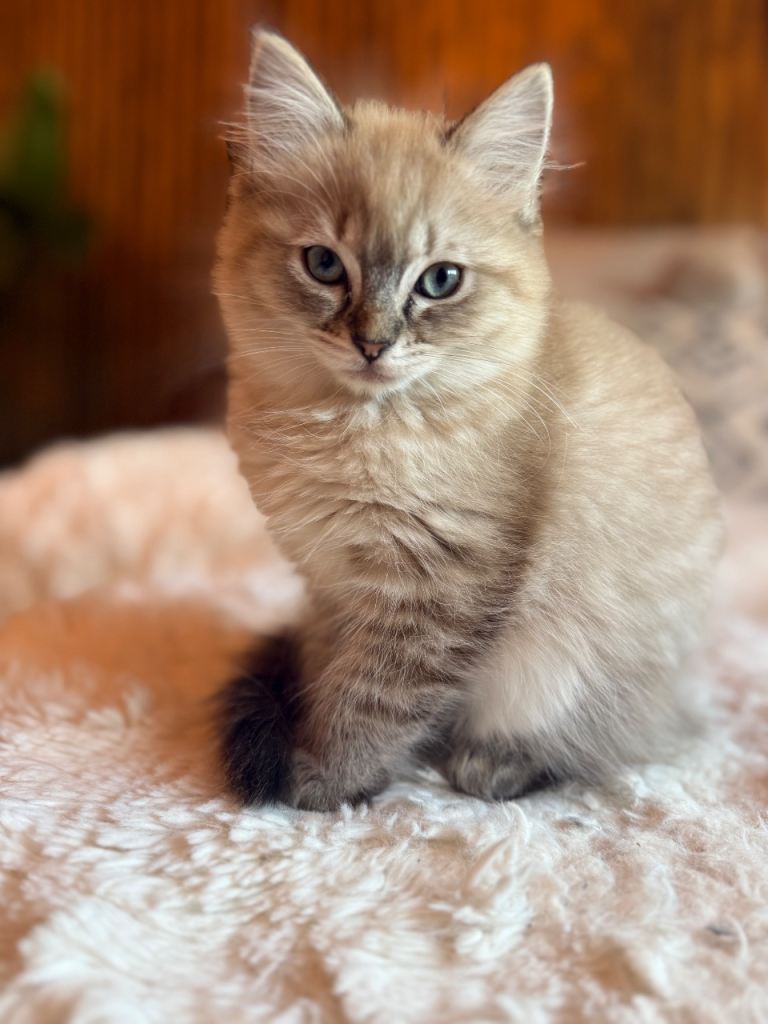 READY NOW! LAST FEMALE RARE LYNX MINK RAGDOLL
