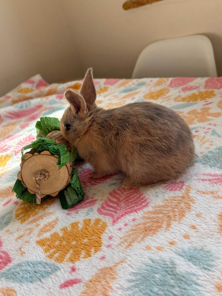 Baby Rabbits for sale - Lionhead/Netherland Dwarf Mixed 
