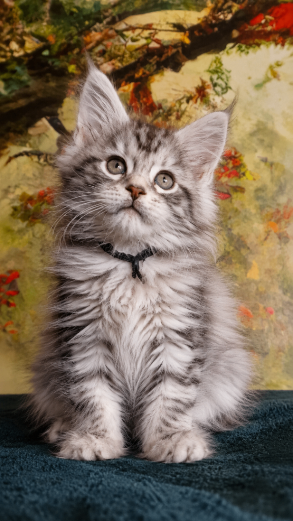 Maine Coon Kittens - 1 Boy from Champion Blood lines