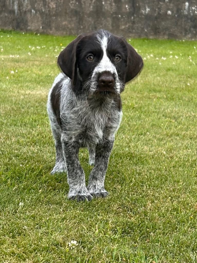 German Wirehaired Pointer Puppy