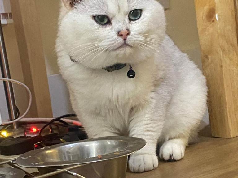 british short hair (male) 