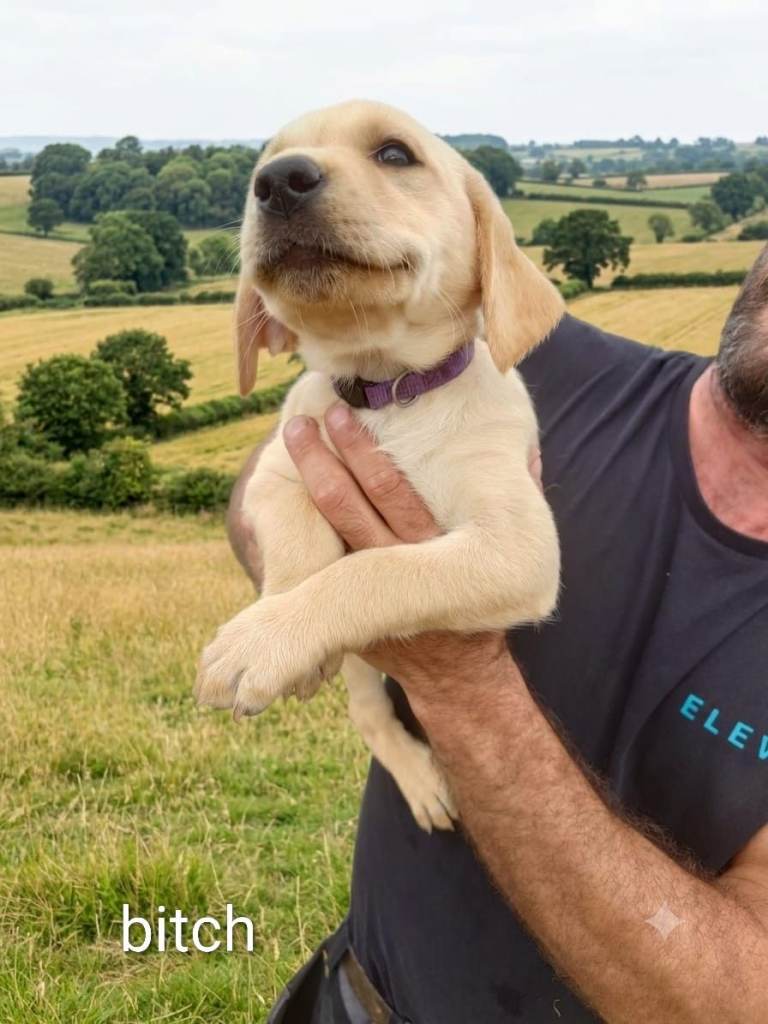 2 STUNNING LABRADOR PUPPIES READY NOW 