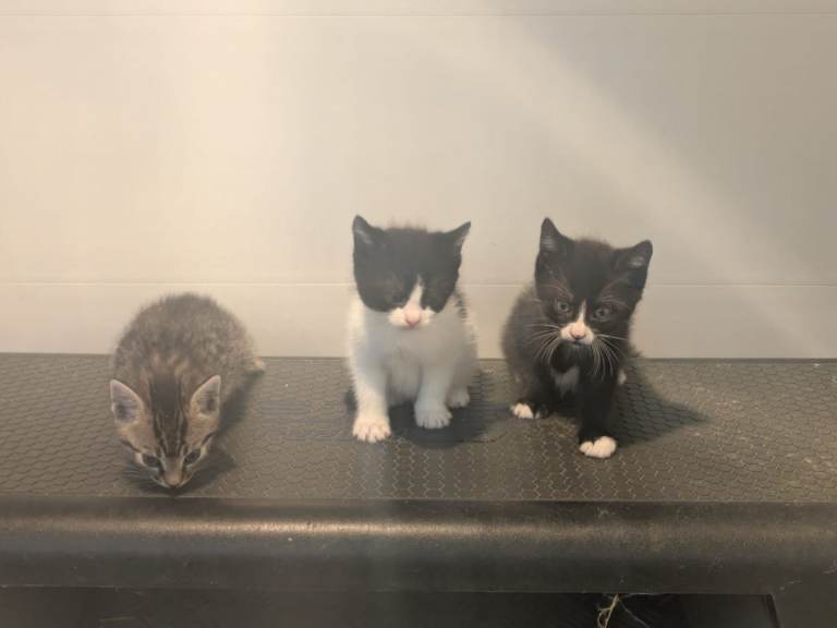 Kittens for sale 