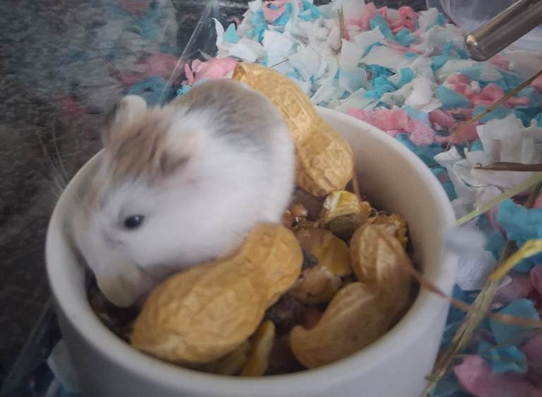 Male Dwarf Robo Hamster- 4 weeks old