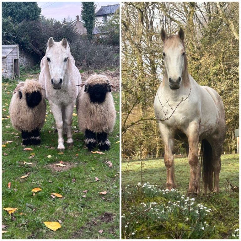 Wanted Grazing to rent - Forest Of Dean