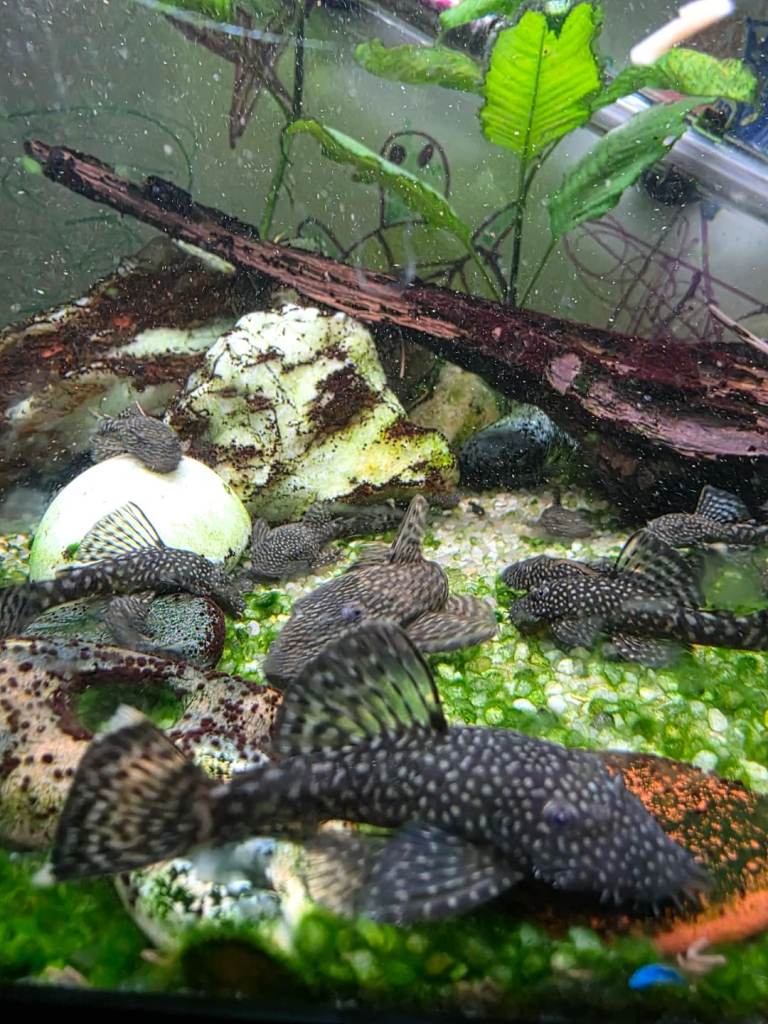 Bristlenose plecs ready to leave.