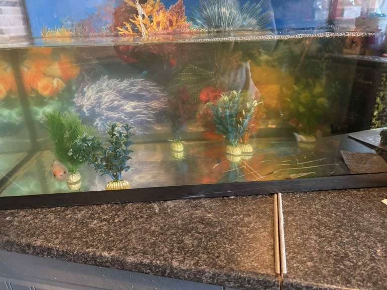 4 gold fish with 3ft tank, air filter ect