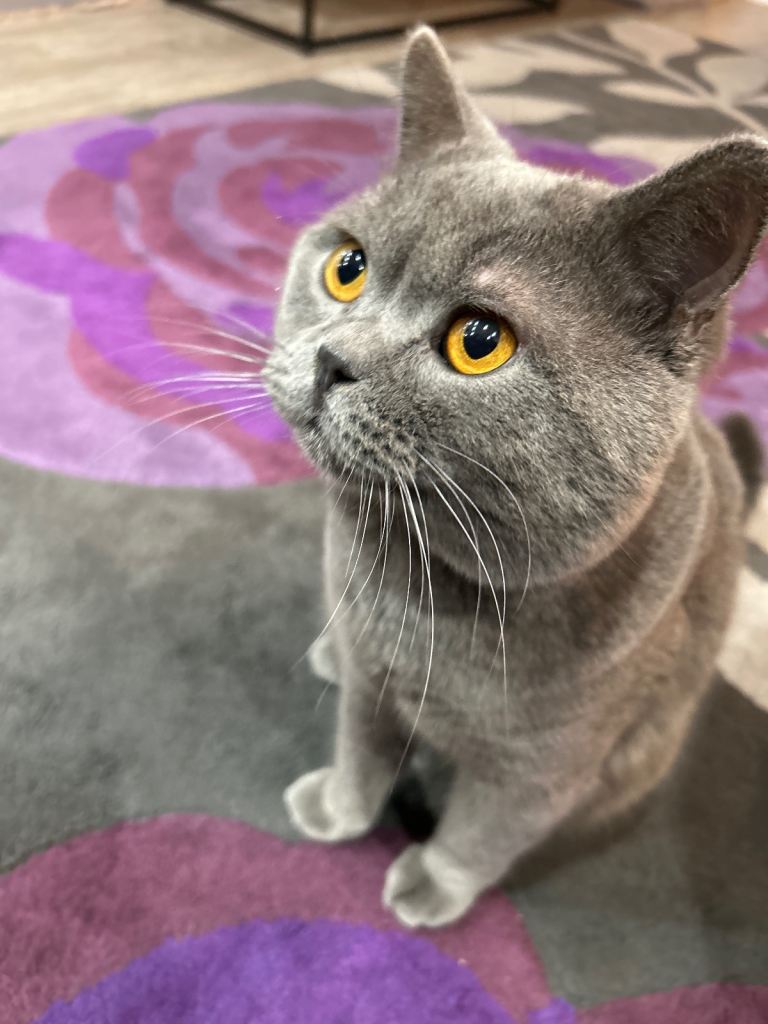 grey british shorthair for sale