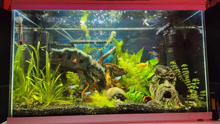 Stock of various tropical fish in 100litre tank plus 16litre fry tank