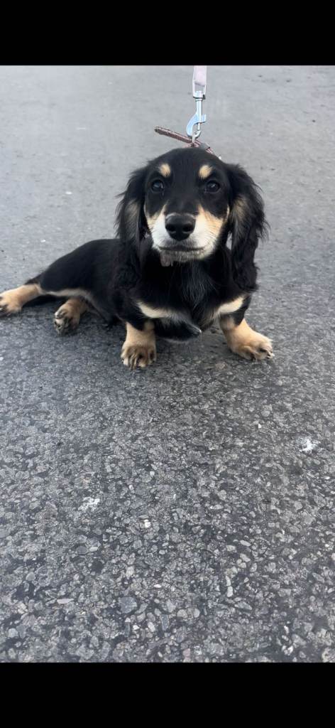 Miniature dachshund male