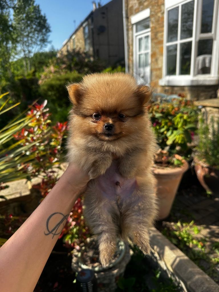 Teddybear Pomeranians 1 boy left! 