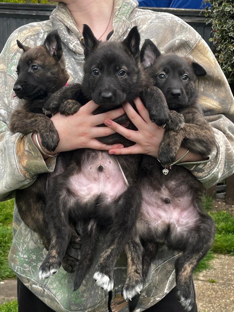 READY TO GO- Dutch Shepard x Belgian malinois puppies 